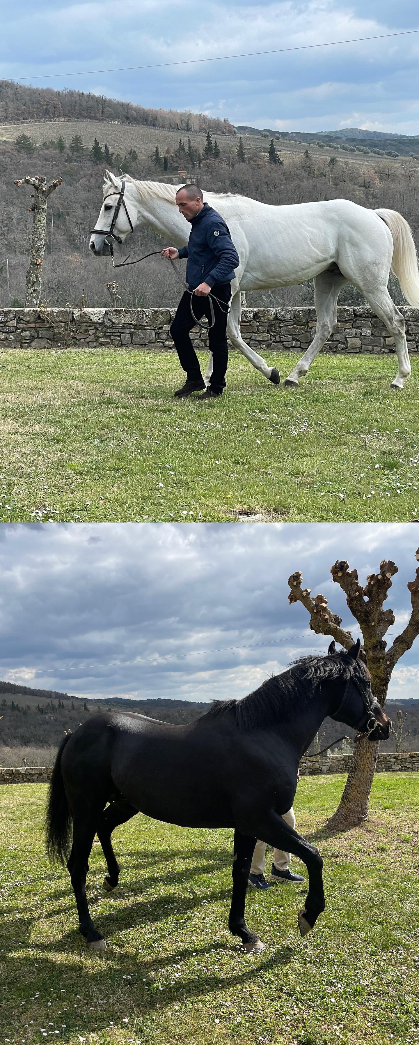 Ieri l'Allevamento Equine Breeder ha presentato Bomario da Clodia e Anacleto