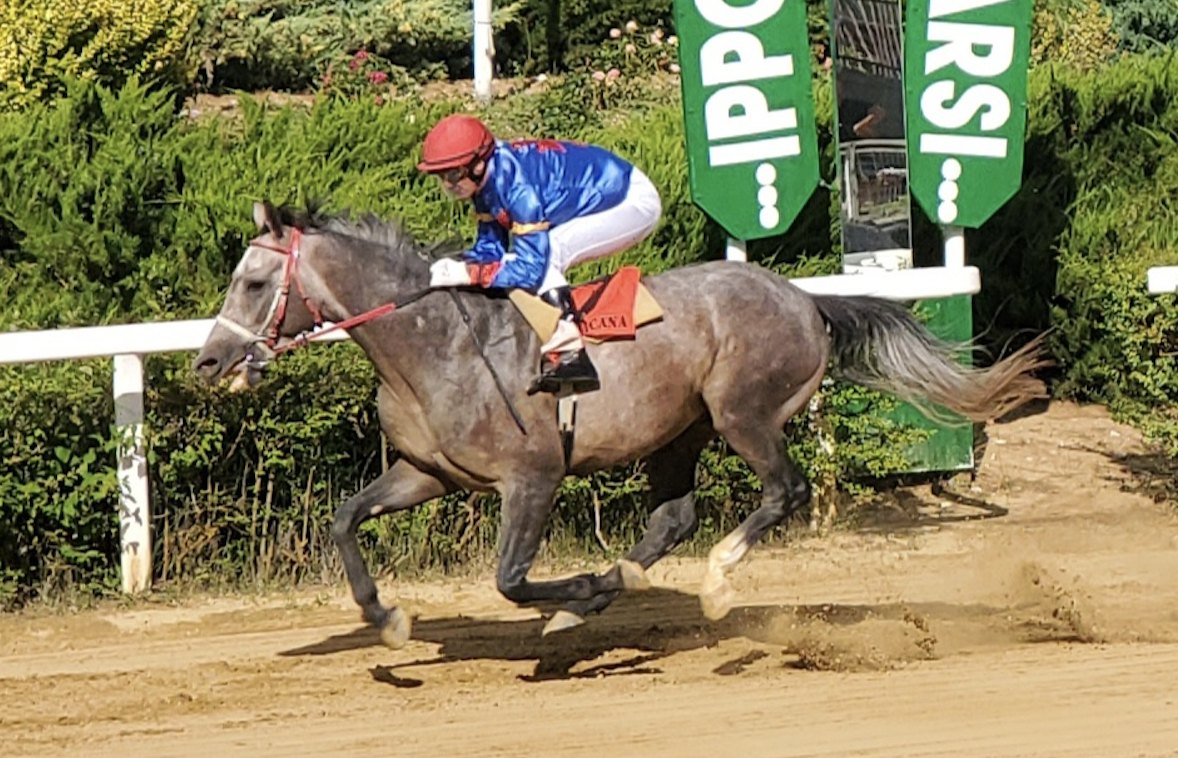 Corse in ippodromo: il cavallo Zamer di Massimiliano Narduzzi ha vinto in Qatar