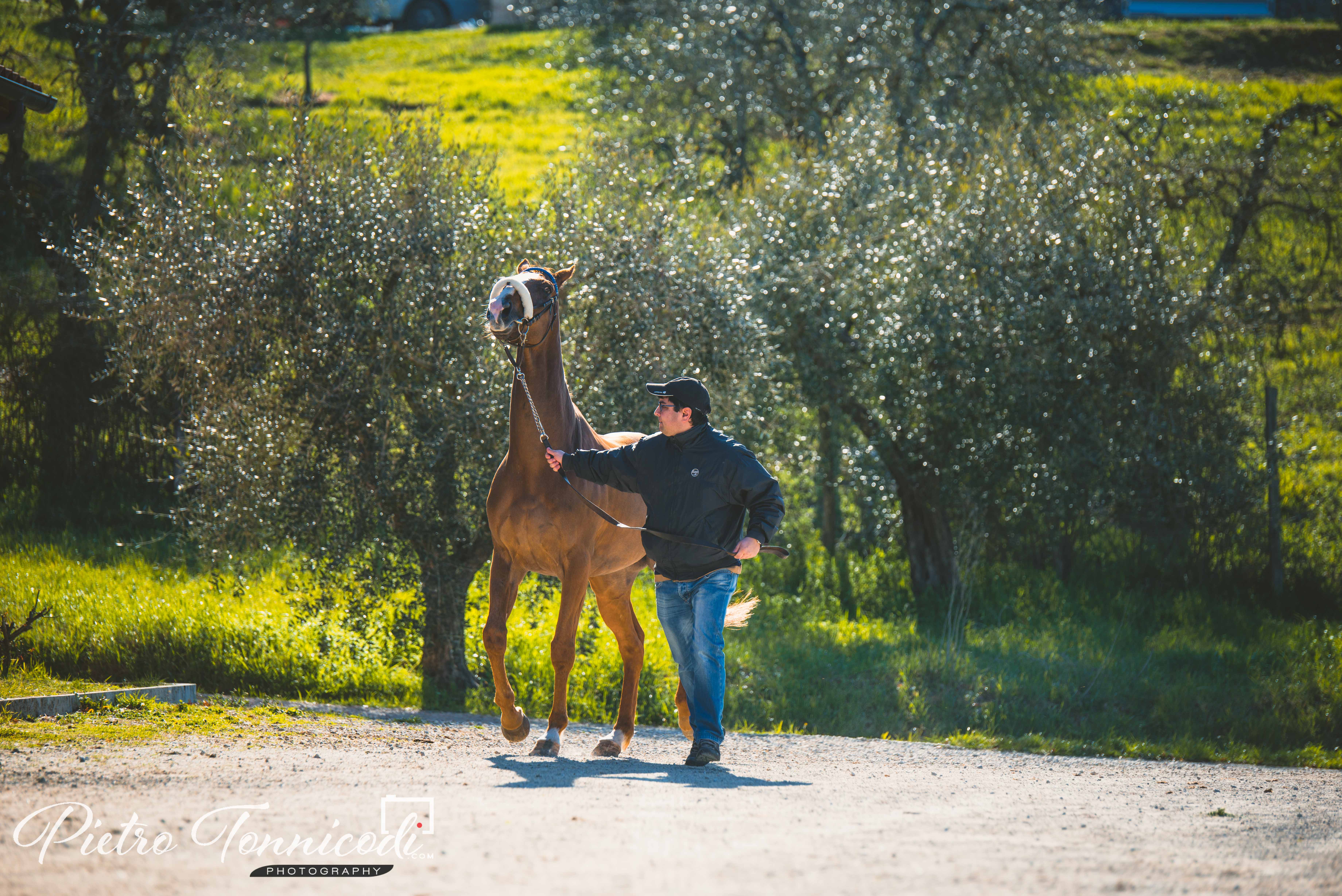 Sono 122 i cavalli iscritti alle Previsite