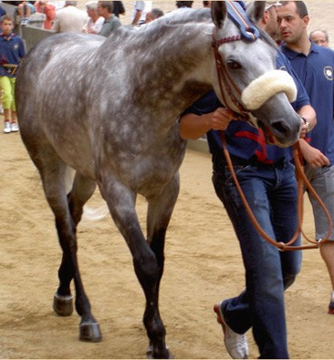 Sabato e domenica alcuni ex cavalli del Palio saranno presenti in Fortezza