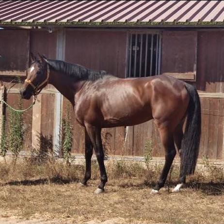 Il cavallo Rullo de Aighenta è in vendita