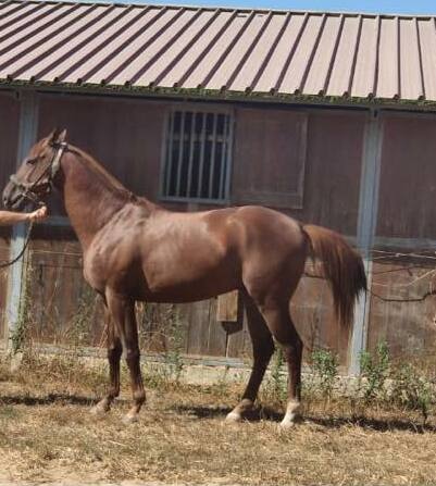 Il cavallo Archibald è in vendita