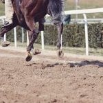 Fucecchio: la fotogallery delle corse di ieri 