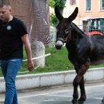 Ferrara: la fotogallery delle prove di ieri 