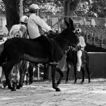 Ferrara: la fotogallery delle prove di ieri 