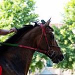 Ferrara: la fotogallery delle prove di ieri 