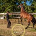 Palio 4 luglio 2024: la fotogallery di Massimiliano Bruttini