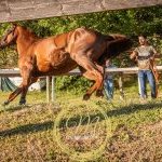 Palio 4 luglio 2024: la fotogallery di Massimiliano Bruttini